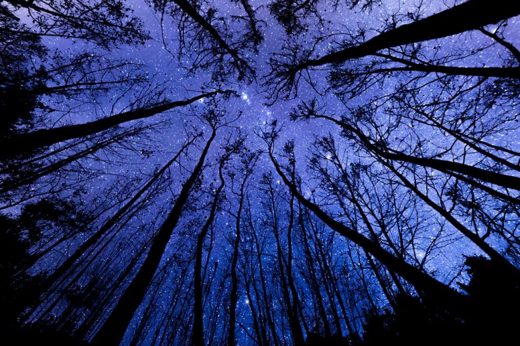 A mesmerizing view of a starry night sky framed by tall leafless trees from below.